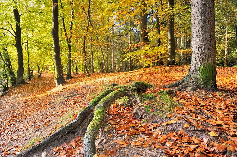 Lockhorsterbos_006.jpg