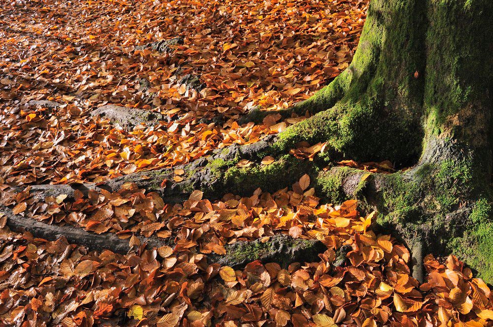 Lockhorsterbos_008-1.jpg