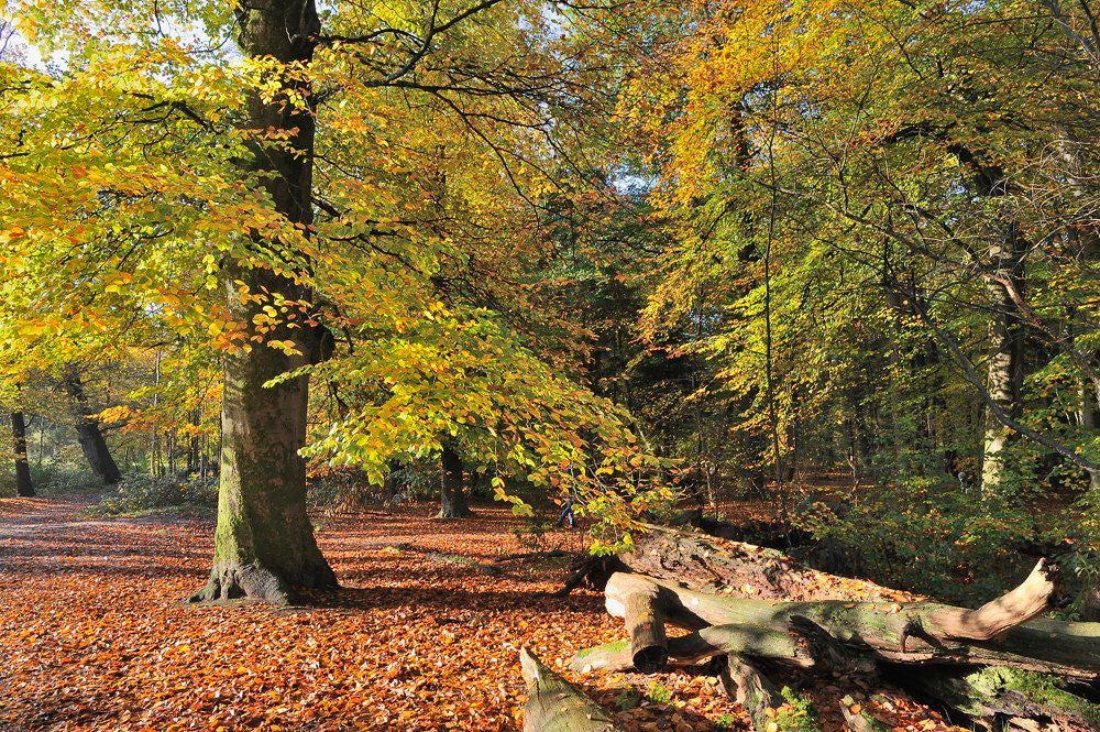 Lockhorsterbos_012-1.jpg