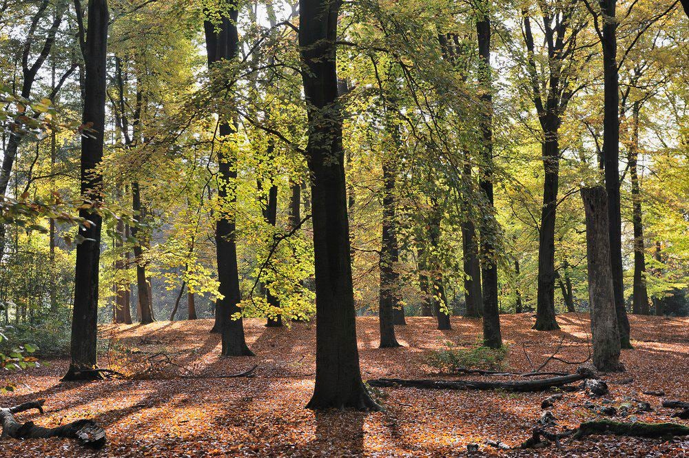 Lockhorsterbos_018.jpg