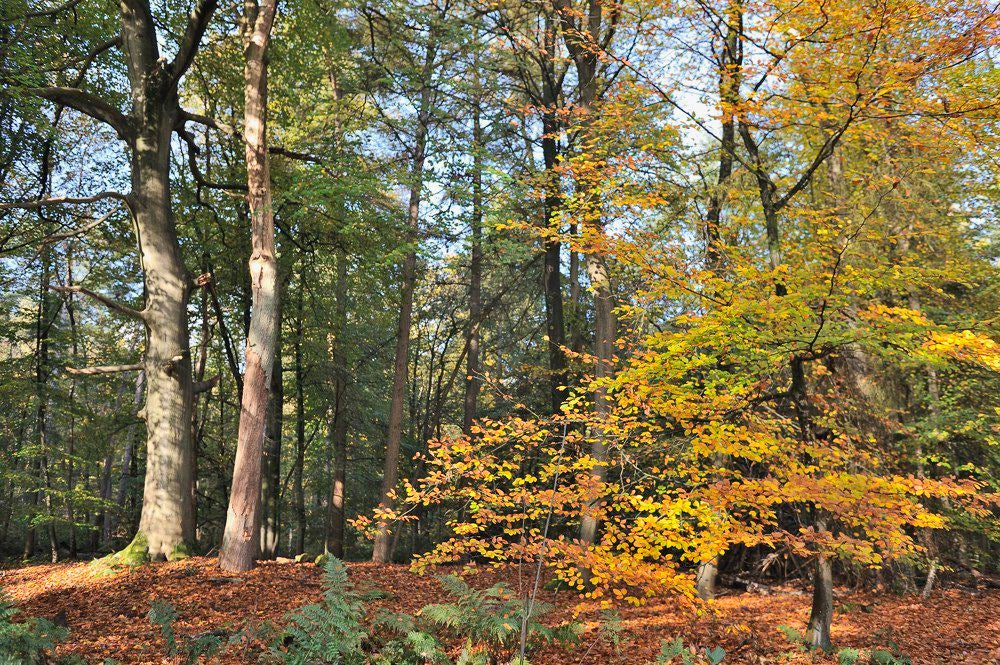 Lockhorsterbos_022.jpg