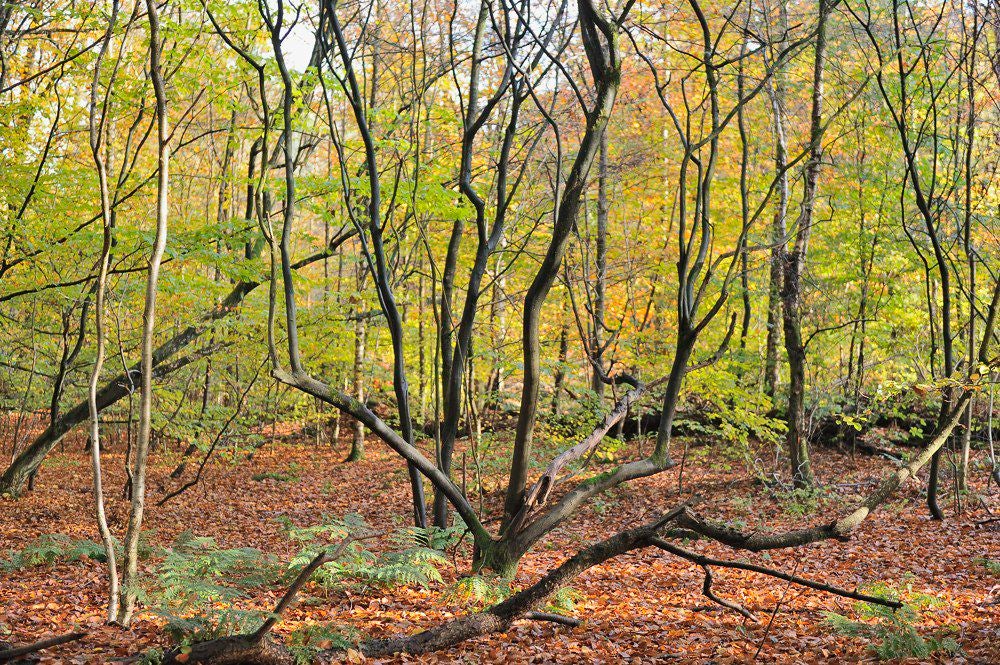 Lockhorsterbos_024.jpg