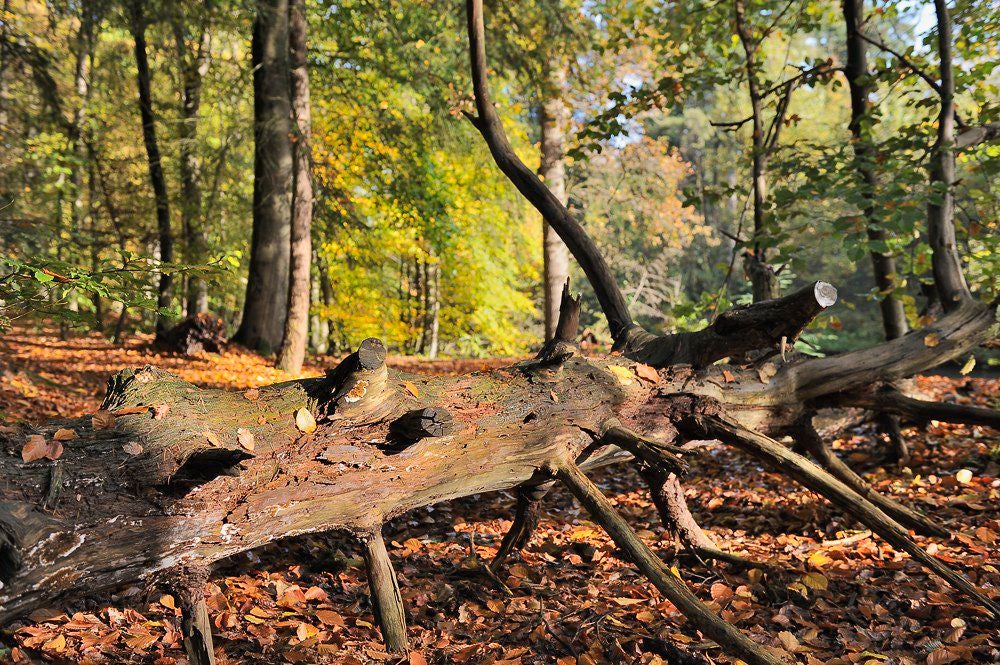 Lockhorsterbos_028-1.jpg