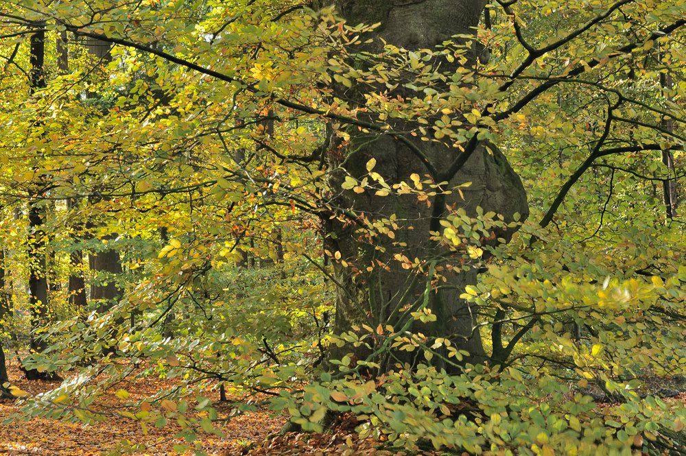 Lockhorsterbos_034-1.jpg
