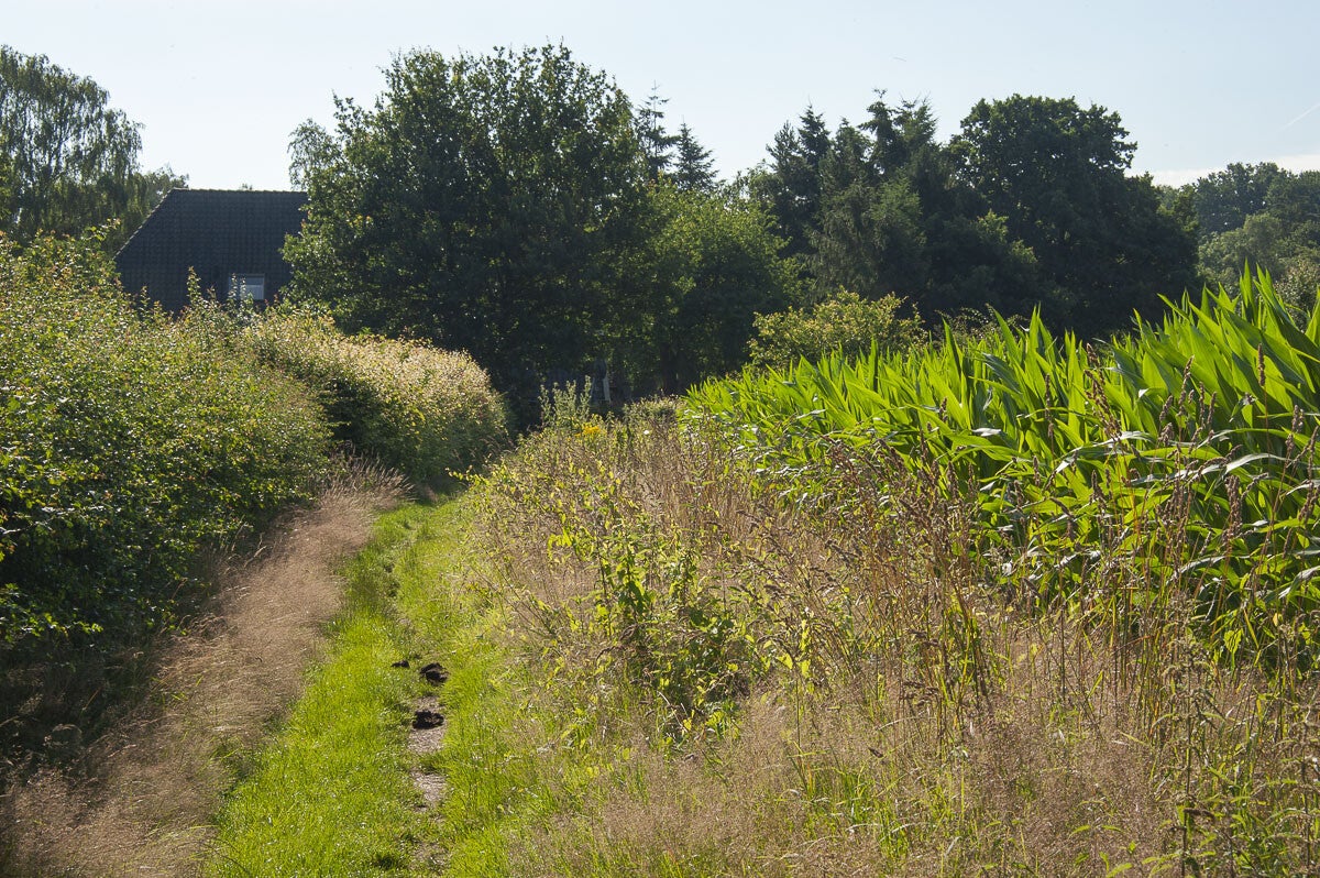 Loenense_Enkenpad_008-2.jpg