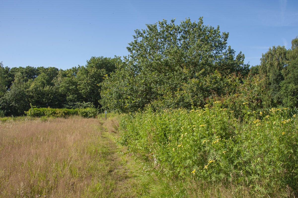 Loenense_Enkenpad_021-2.jpg
