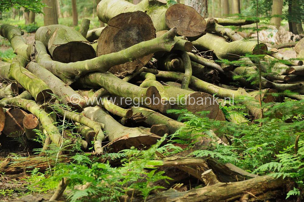 Loenense_Enkenpad_051.jpg