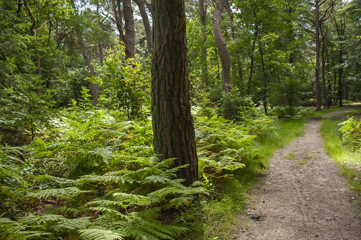 Loenense_Enkenpad_053-2.jpg