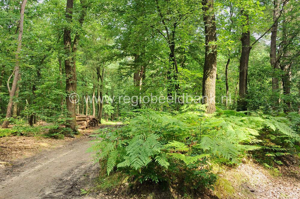 Loenense_Enkenpad_056.jpg