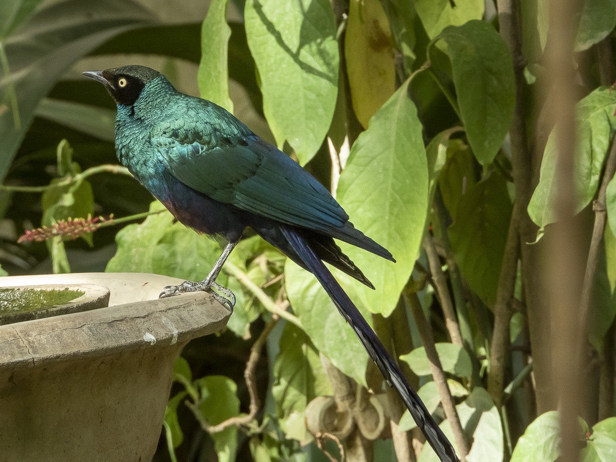 Longtailedglossystarling_.jpg