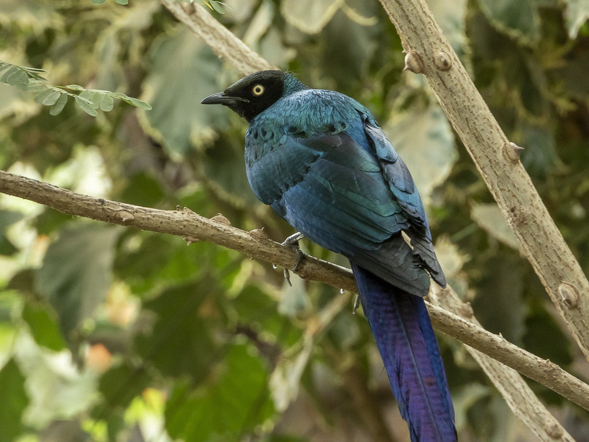 Longtailedglossystarling_4192.jpg