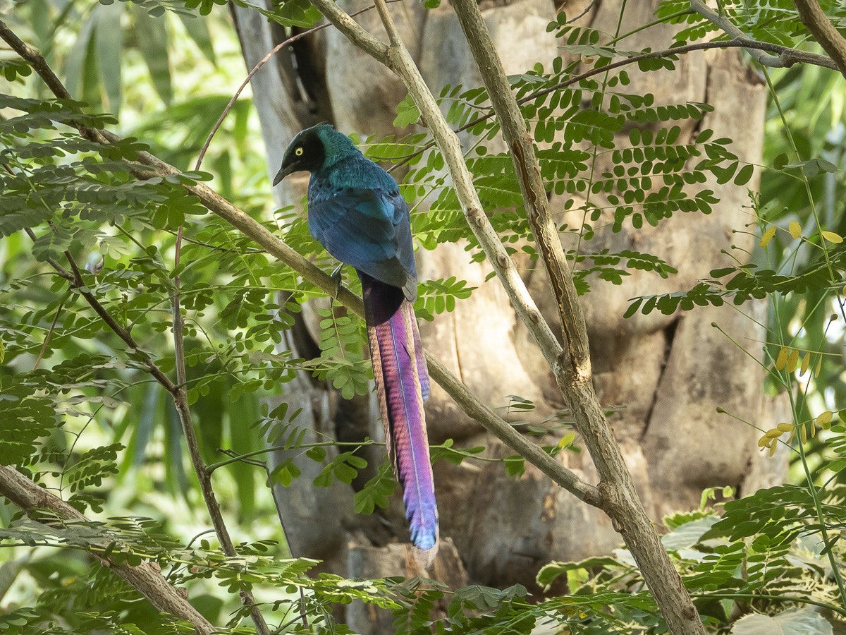 Longtailedglossystarling_5260.jpg
