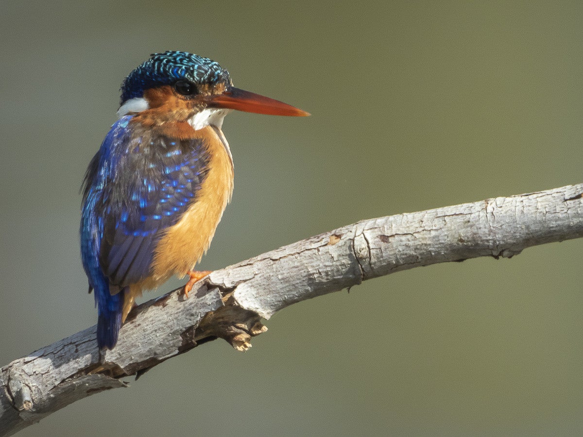 Malachitekingfisher_.jpg