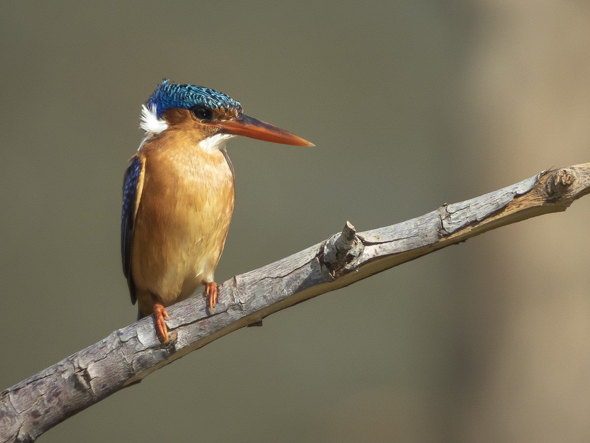 Malachitekingfisher_0691.jpg