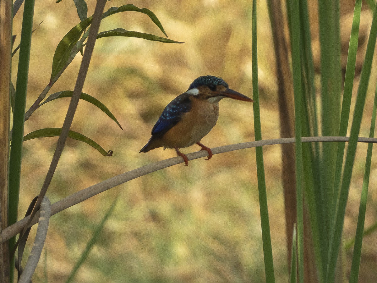 Malachitekingfisher_3643.jpg