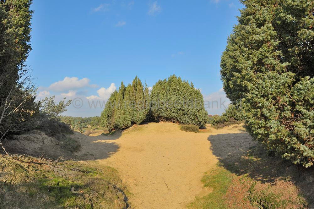 Het Mantingerveld