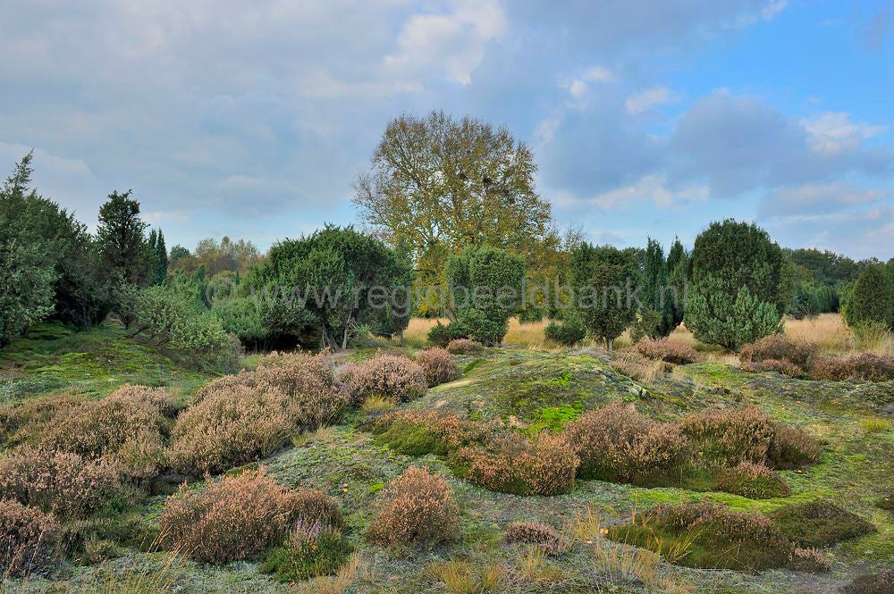 Mantingerveld_013.jpg