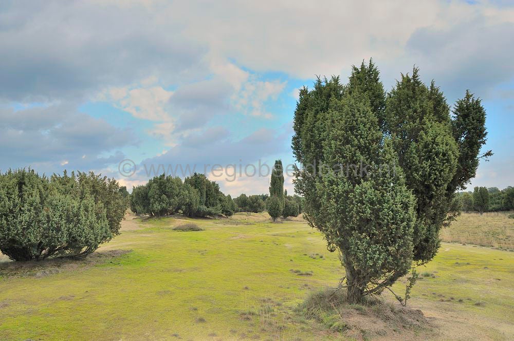 Mantingerveld_018.jpg