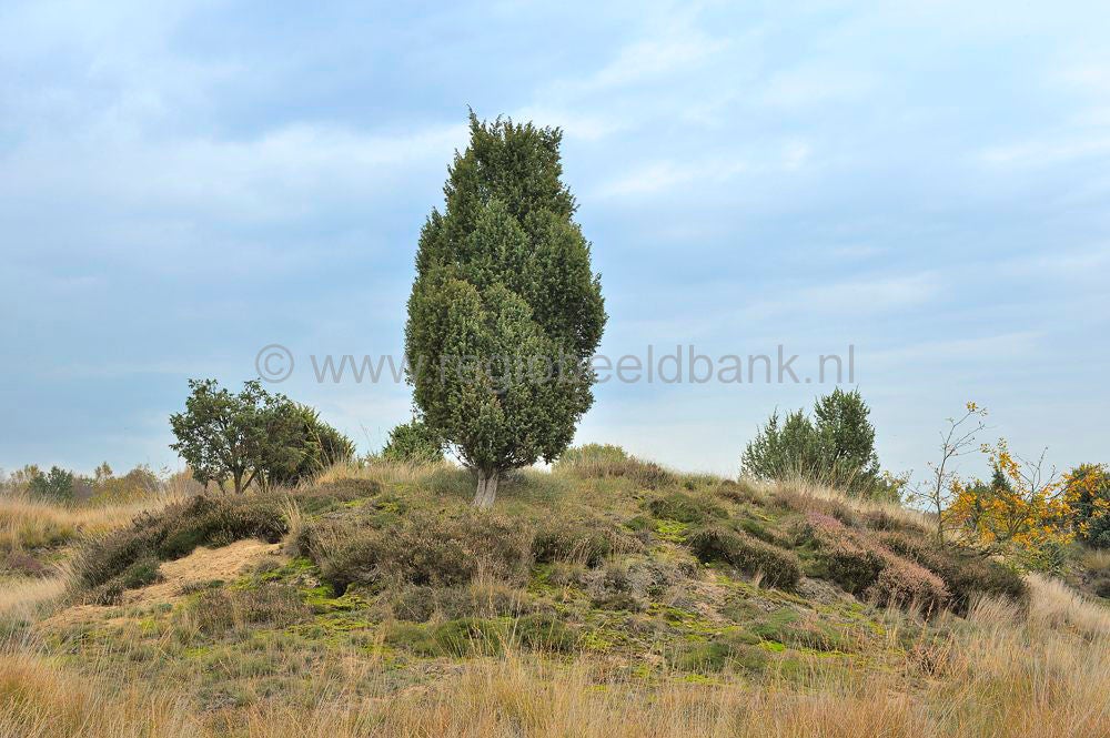 Mantingerveld_032.jpg