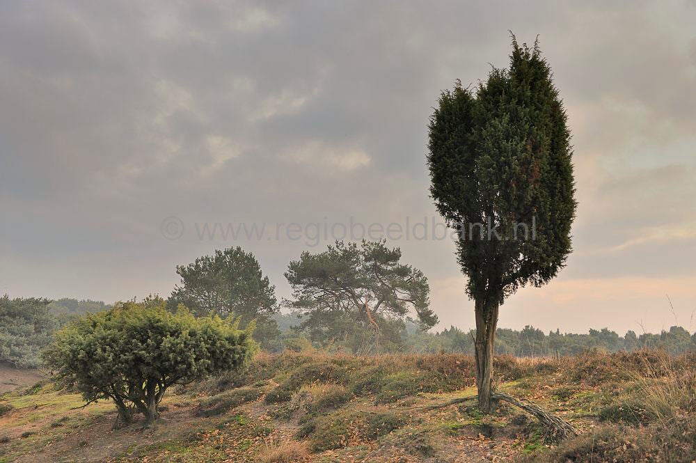 Mantingerveld_038.jpg