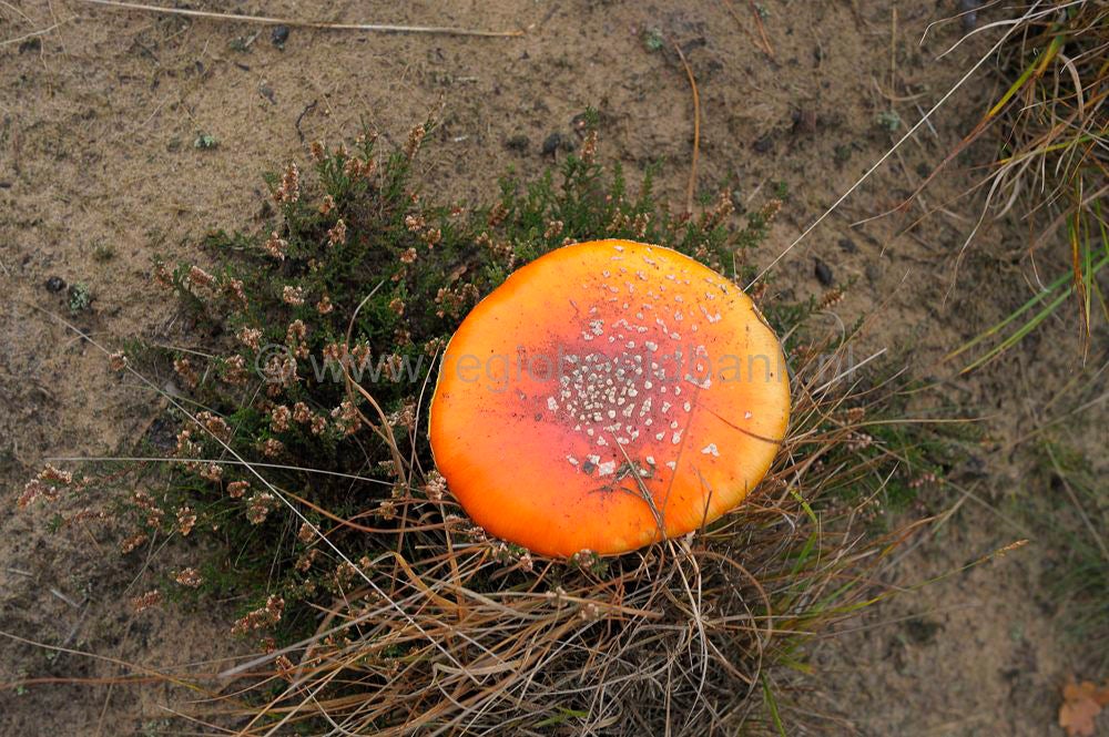 Mantingerveld_040.jpg