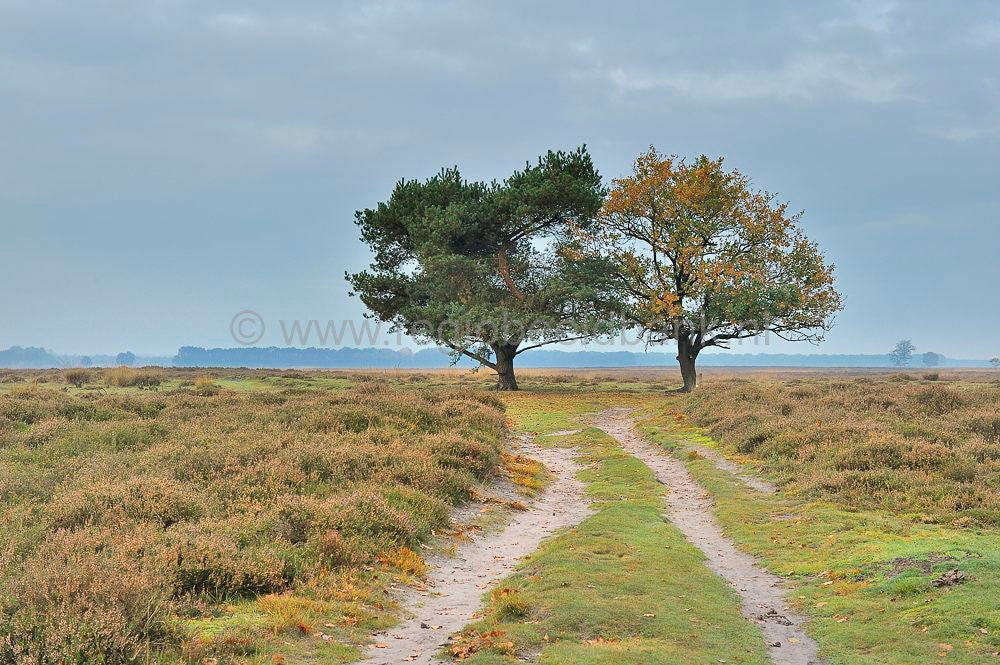 Mantingerveld_046.jpg