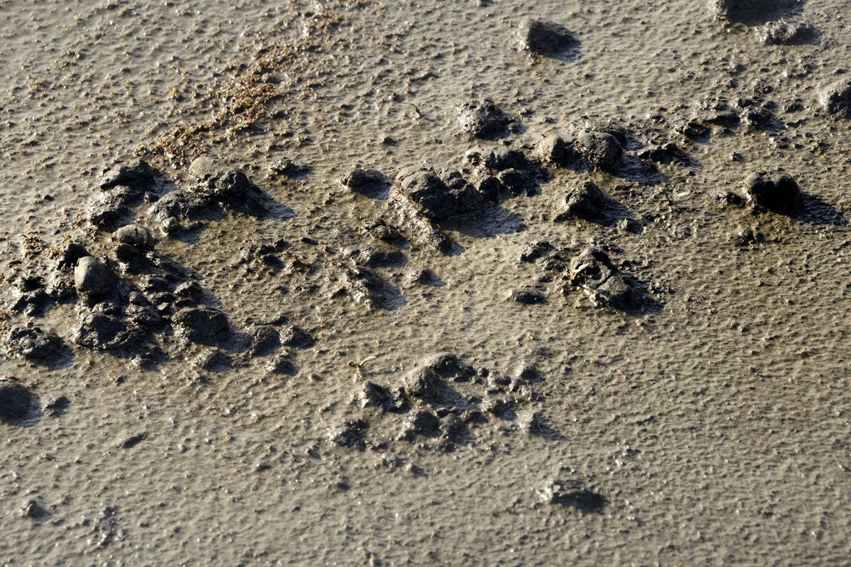 Markerwadden_039-1.jpg