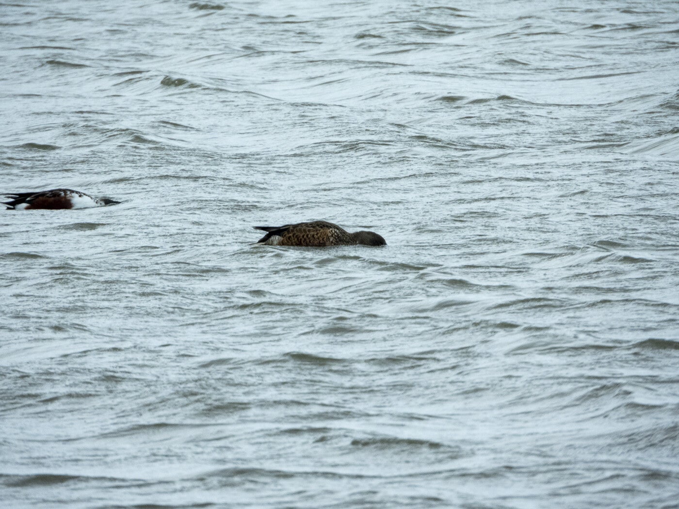 Markerwadden_138.jpg