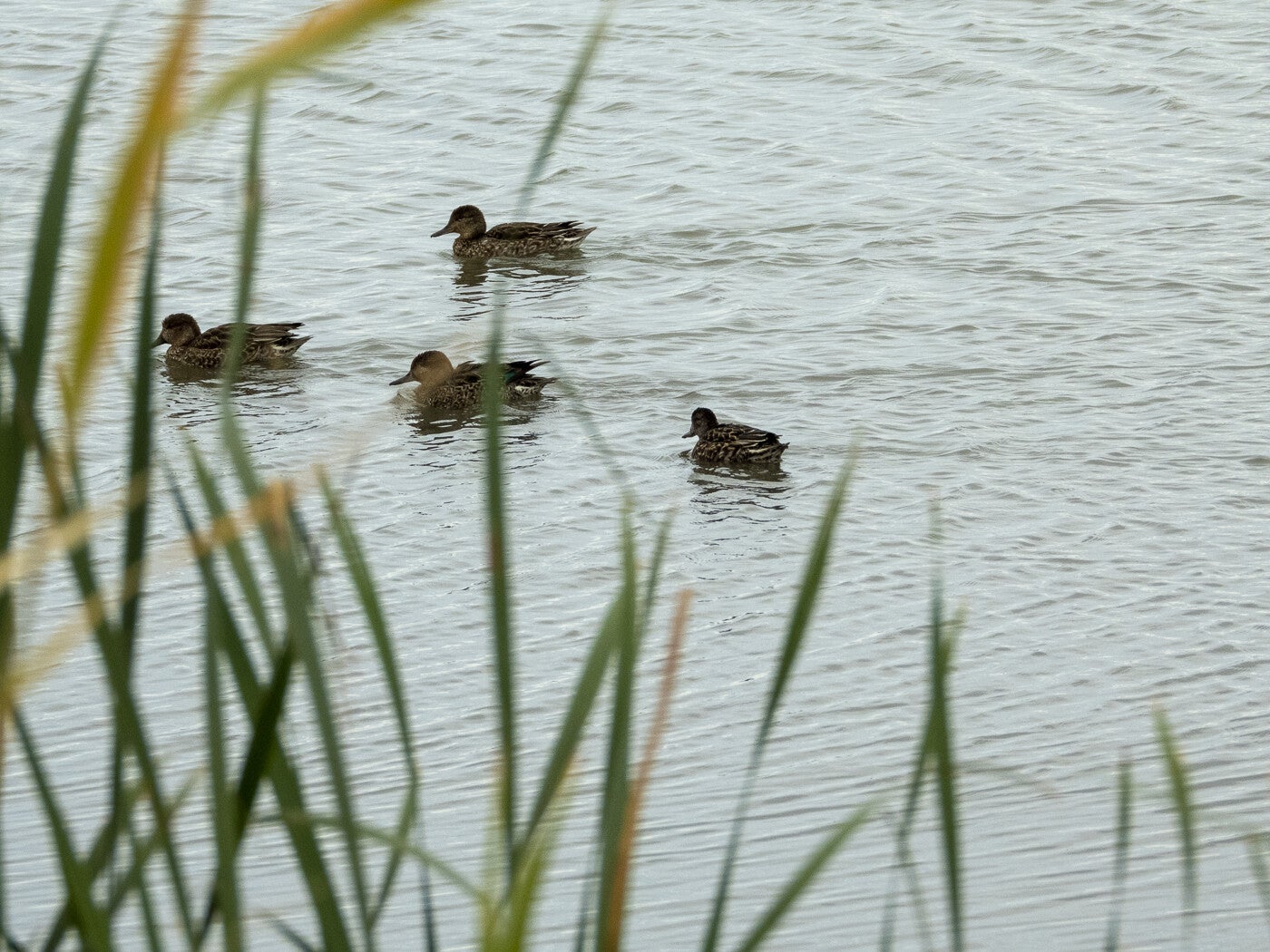 Markerwadden_139.jpg