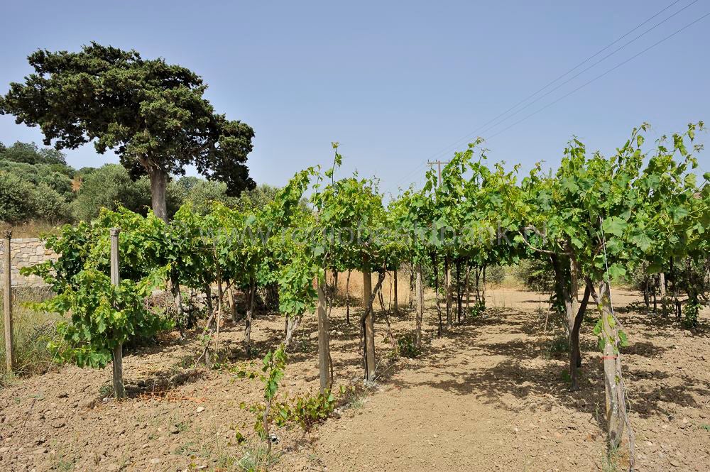Miliarakis Vineyard House