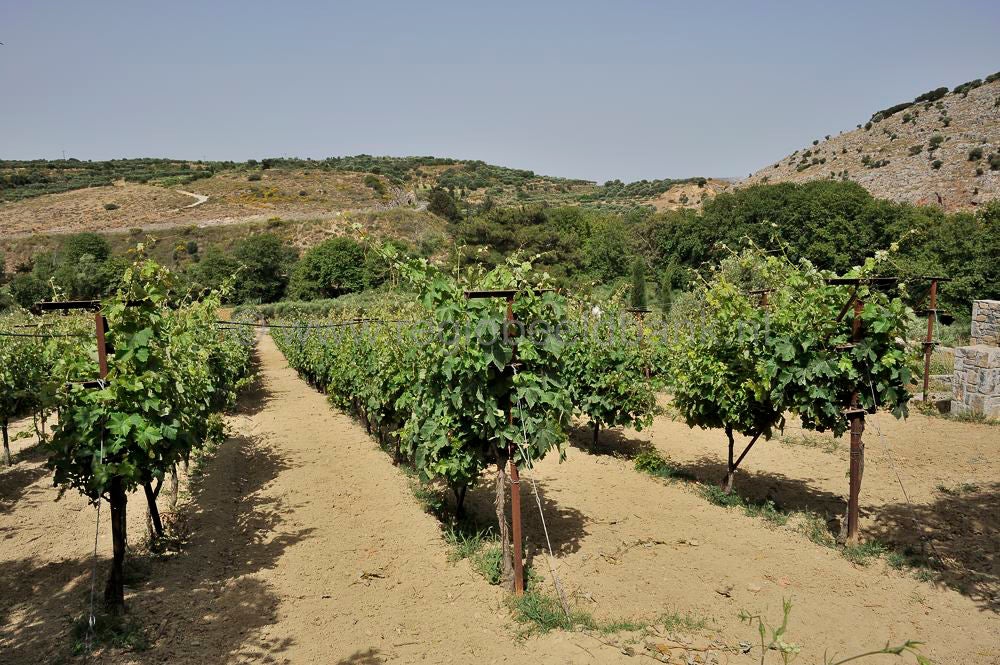Miliarakis_Vineyard_House_011.jpg