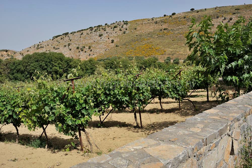 Miliarakis_Vineyard_House_013.jpg