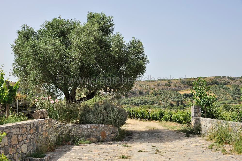 Miliarakis_Vineyard_House_016.jpg