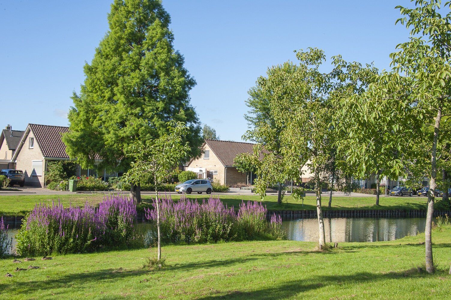Molenweg_0252-1.jpg