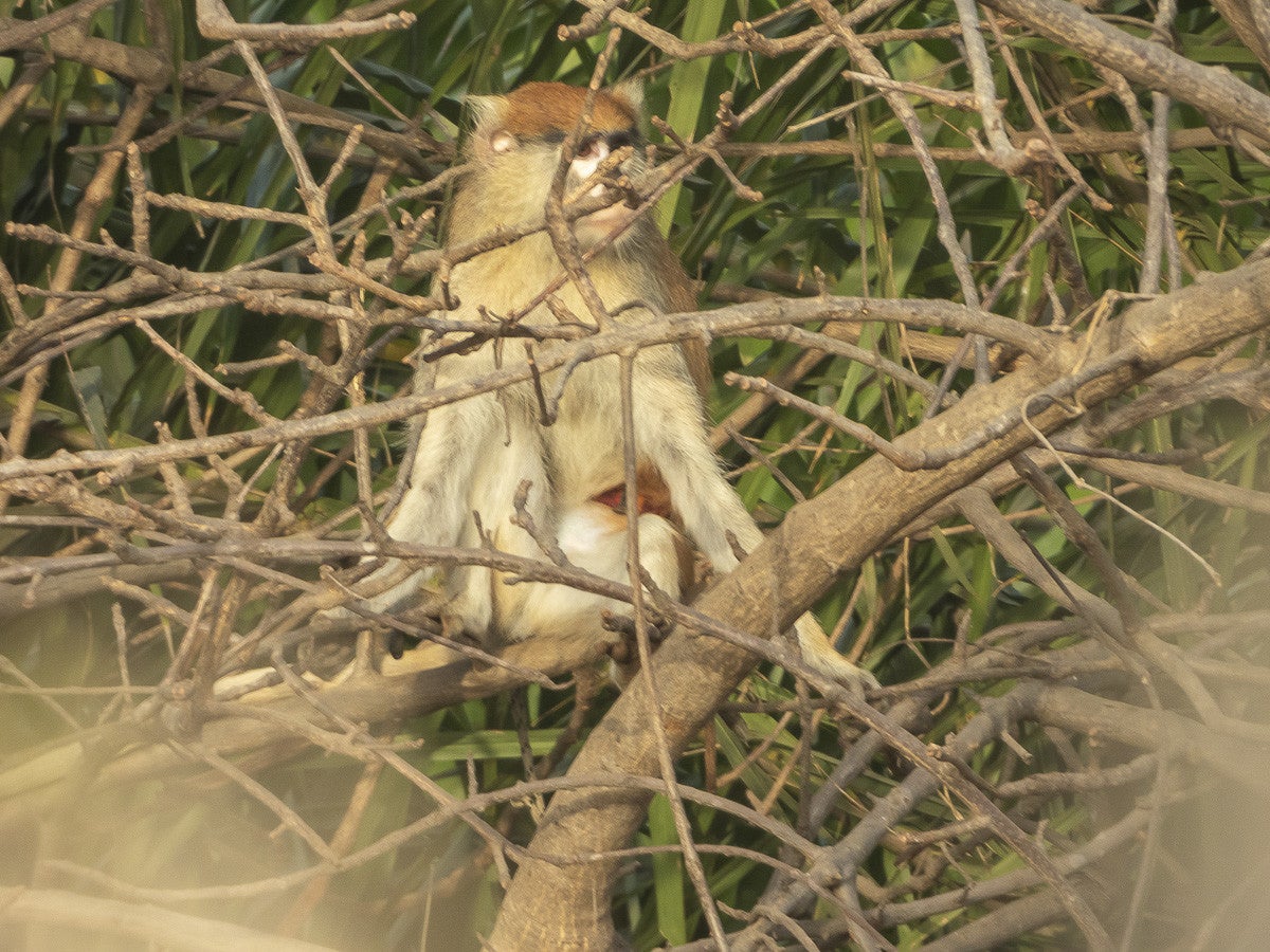 Monkey_3176.jpg