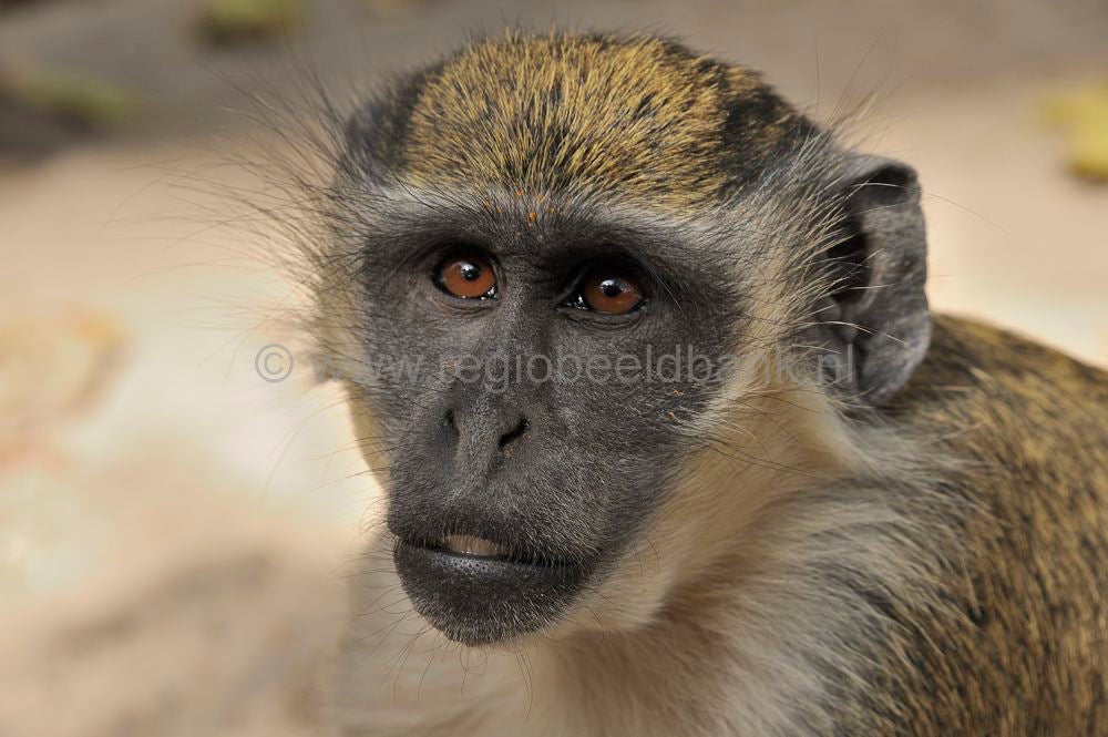 Monkey_Forest_916.jpg
