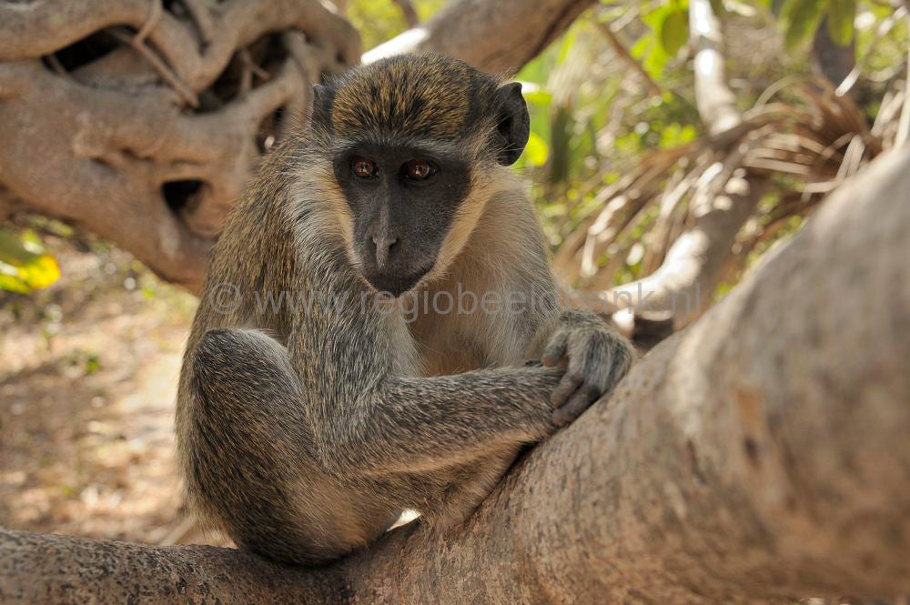 Monkey_Forest_930.jpg