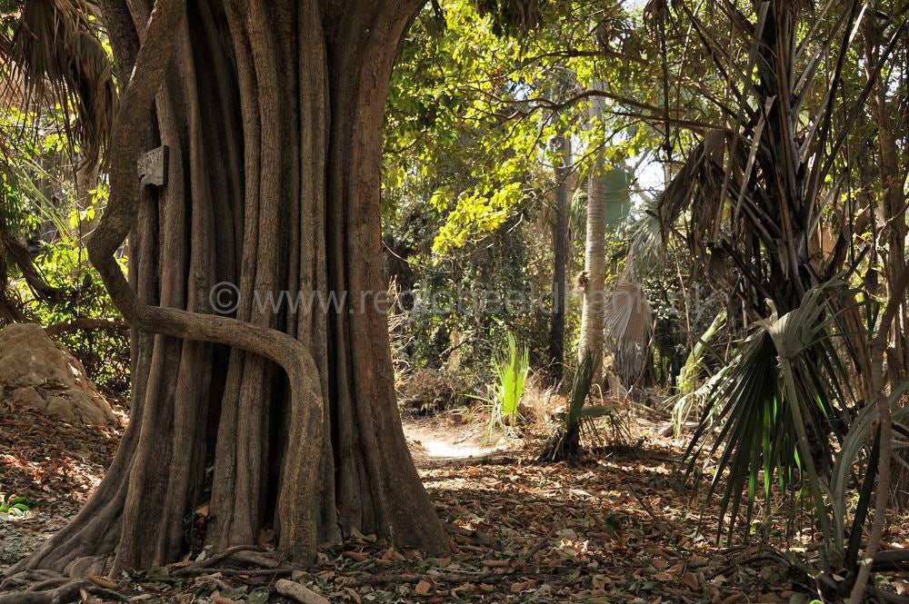 Monkey_Forest_933.jpg