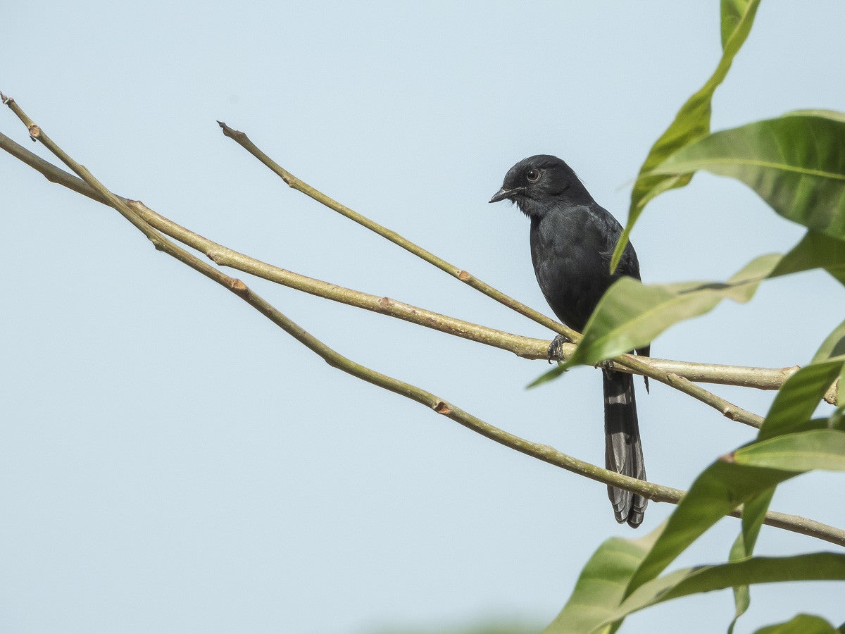 Nothernblackflycather_0851-2.jpg