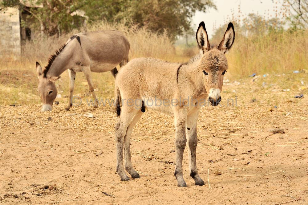 Nwajara_065.jpg