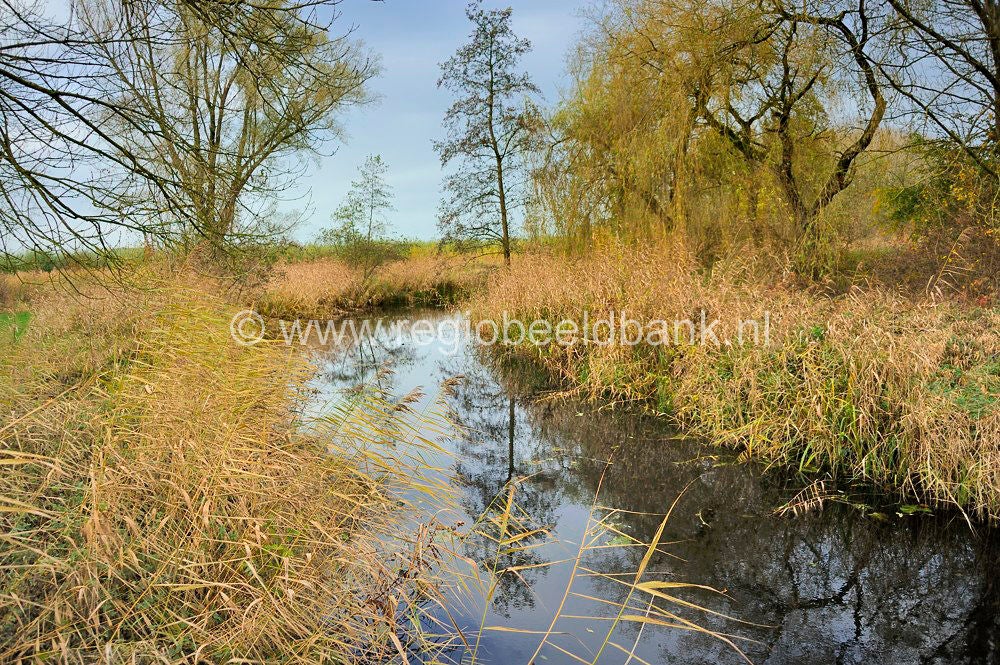 Niewaal