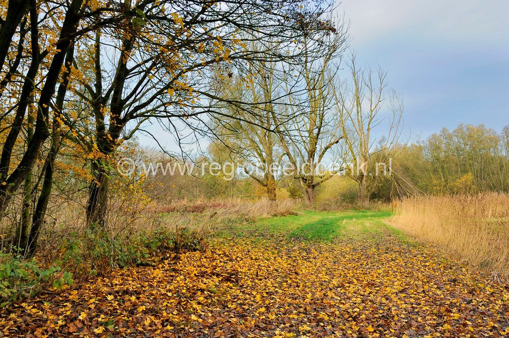 Nywellepad_006.jpg