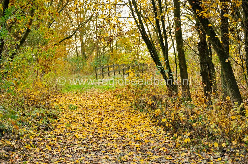 Nywellepad_008.jpg