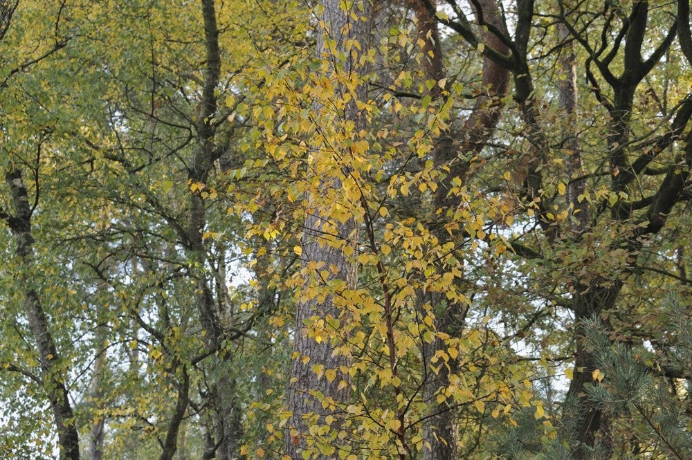 Oisterwijkse_vennen_027.jpg