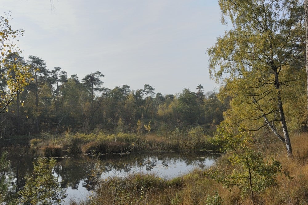 Oisterwijkse_vennen_033.jpg