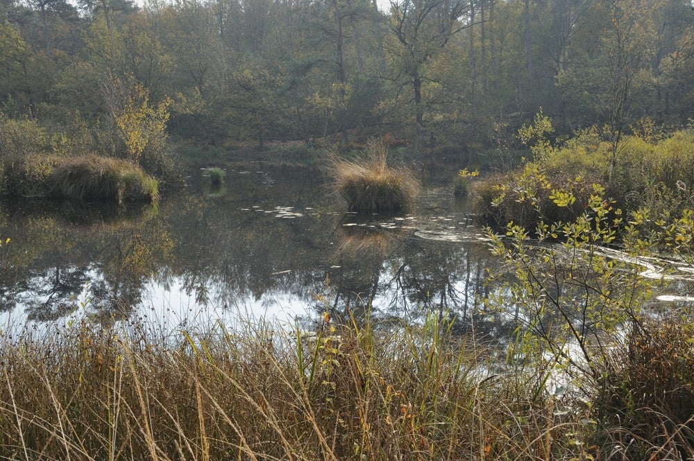 Oisterwijkse_vennen_036.jpg