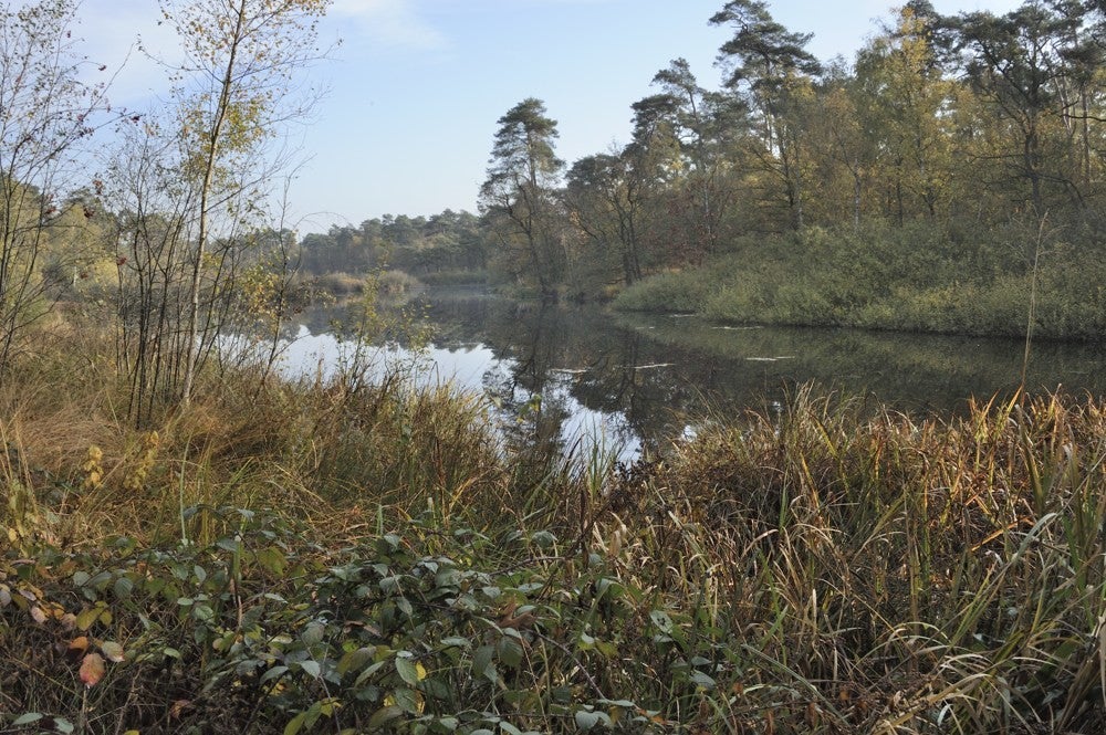 Oisterwijkse_vennen_041.jpg