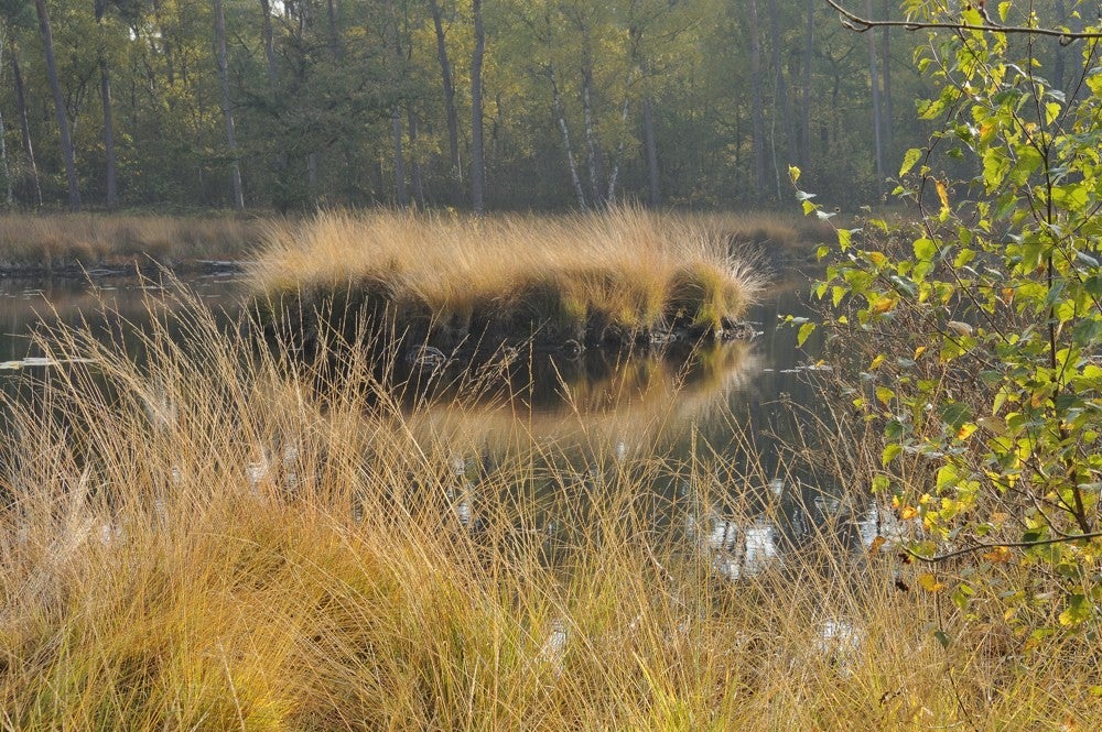 Oisterwijkse_vennen_048.jpg