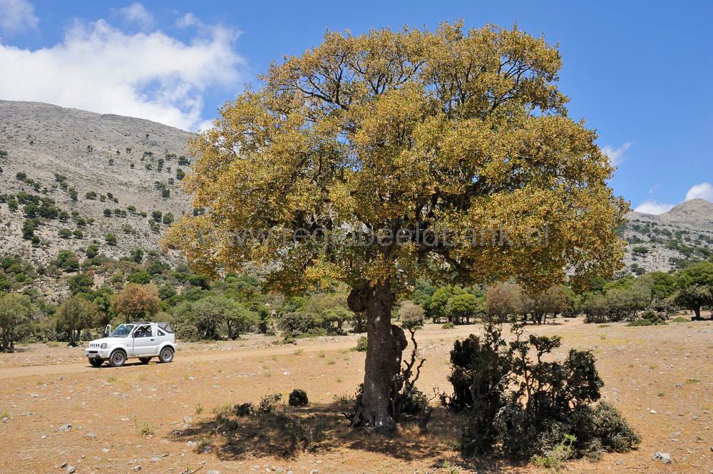 Omalo_plateau_Lassithi_016.jpg