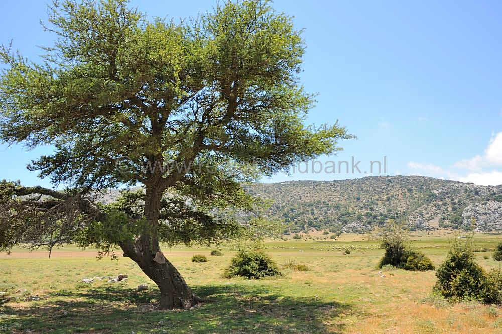 Omalo_plateau_Lassithi_022.jpg